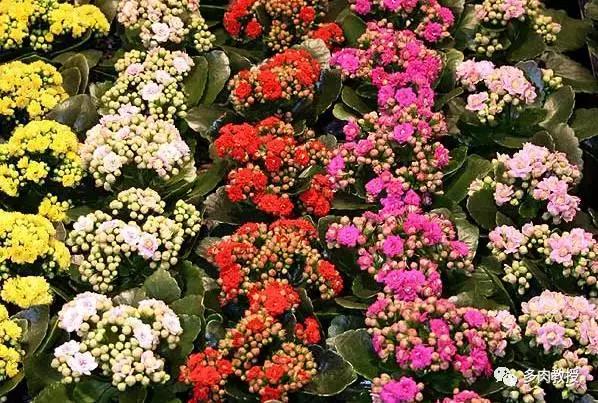 6种名字充满趣味性的多肉,推荐八种高颜值多肉好看又好养