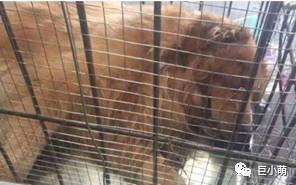 狗狗空运可以不跟机吗,狗狗托运哪个更安全