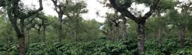 1201の“豆”游世界咖啡中的贵族——危地马拉