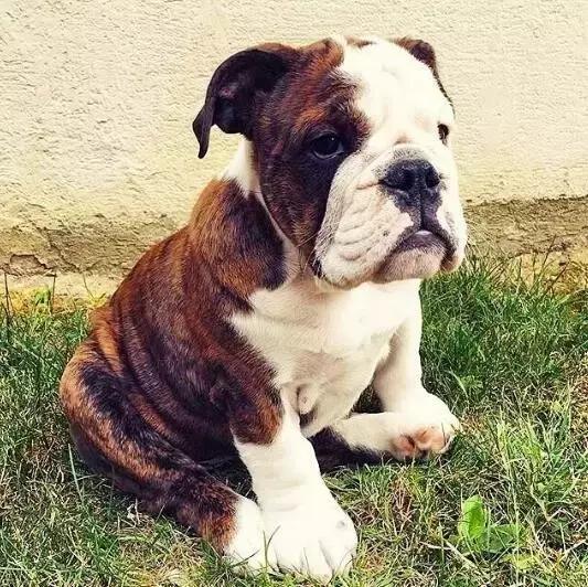 本山大叔赵本山,本山大叔和一猫一狗