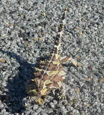 西澳珀斯游记,西澳游记攻略