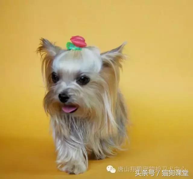 犬种解析,犬种品种介绍