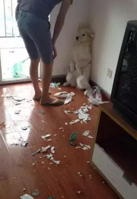 萨摩和哈士奇怎么相处,哈士奇打架萨摩