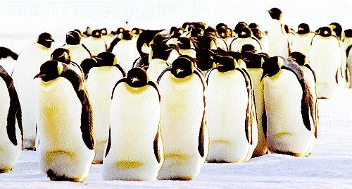 一封来自小樽的情书完整版,吃货小情书