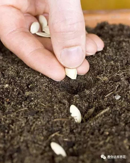 西瓜种子怎么育苗长得快,什么种子最好种长得快