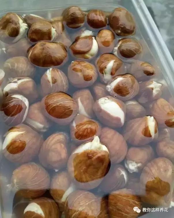 西瓜种子怎么育苗长得快,什么种子最好种长得快