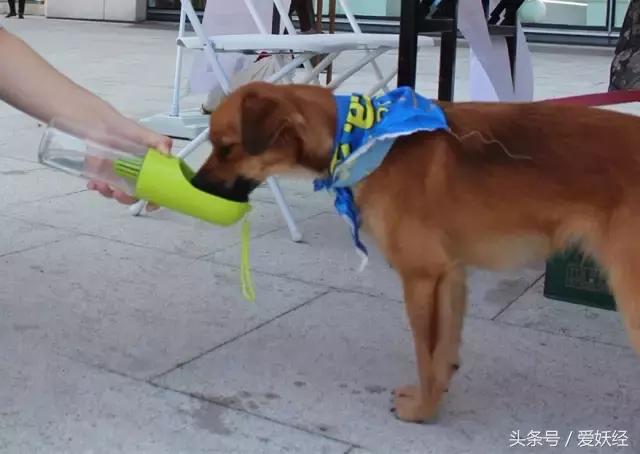 爱妖经｜面对爱妖经满是套路的测评手段，小佩随行杯经受住考验了吗？