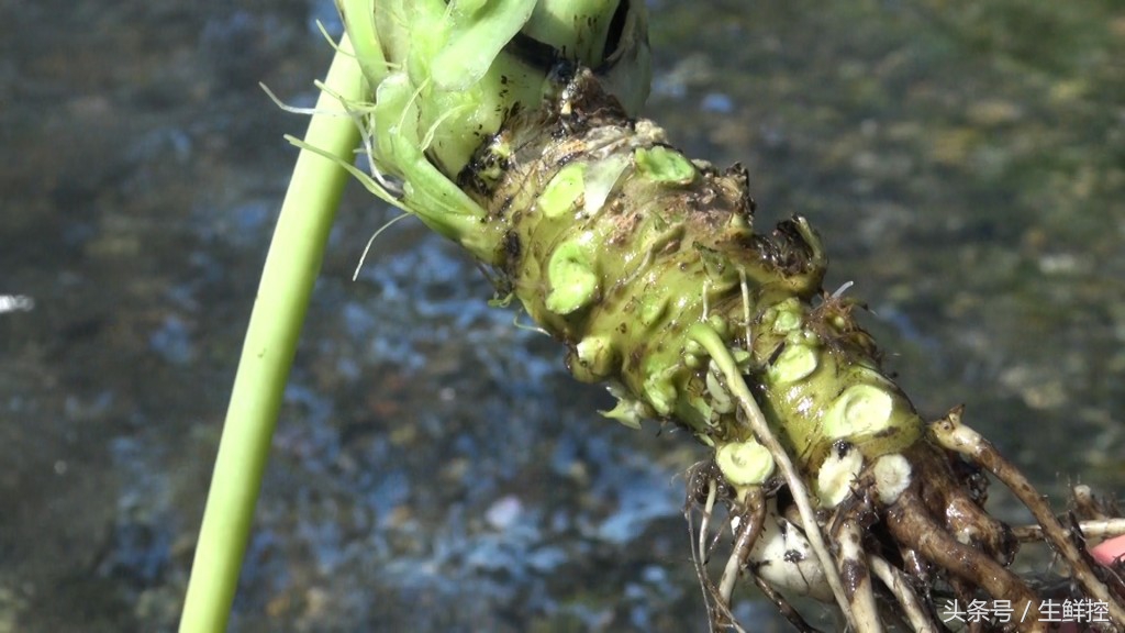 刺身中山葵酱好还是芥末好,山葵酱和芥末的区别是什么