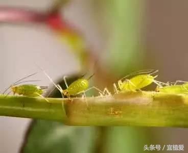 杀蚜虫蚂蚁红蜘蛛最有效的杀虫剂,家用杀虫剂杀花卉蚜虫