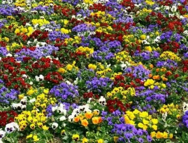 三色木槿的养殖方法和注意事项,木槿和三角梅哪个好养活