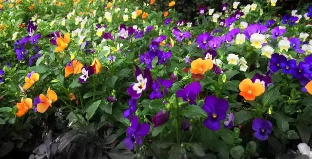 三色木槿的养殖方法和注意事项,木槿和三角梅哪个好养活