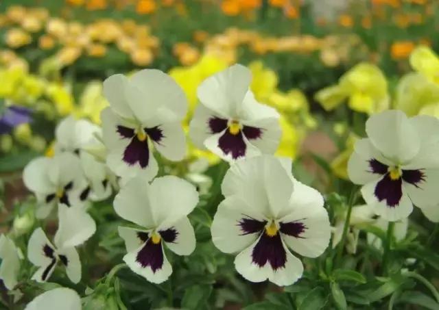 三色木槿的养殖方法和注意事项,木槿和三角梅哪个好养活