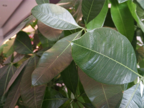 小辣椒v9处理器,小辣椒v9时尚版