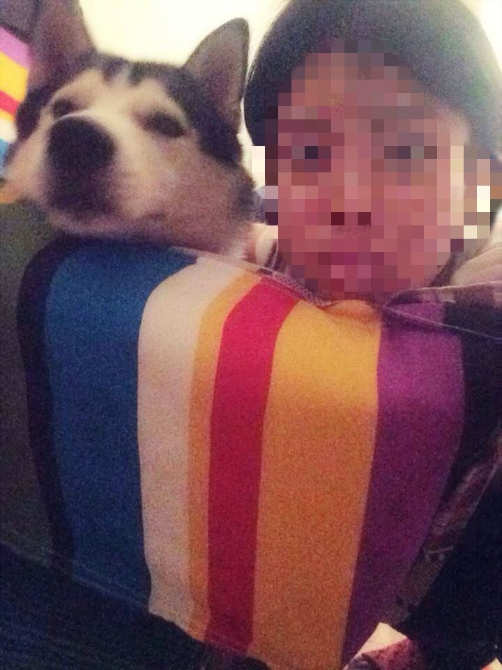 哈士奇看到母狗的反应,哈士奇看到主人回来就狂叫