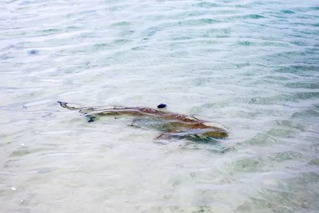 谁说带着娃就不能度蜜月？｜你没见过的马尔代夫游记