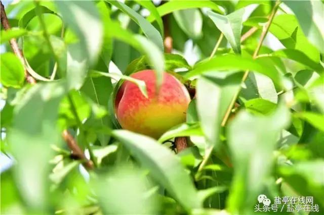 林农奇骏农业这里的桃子吃起来就像小时候的味道，忘不了……