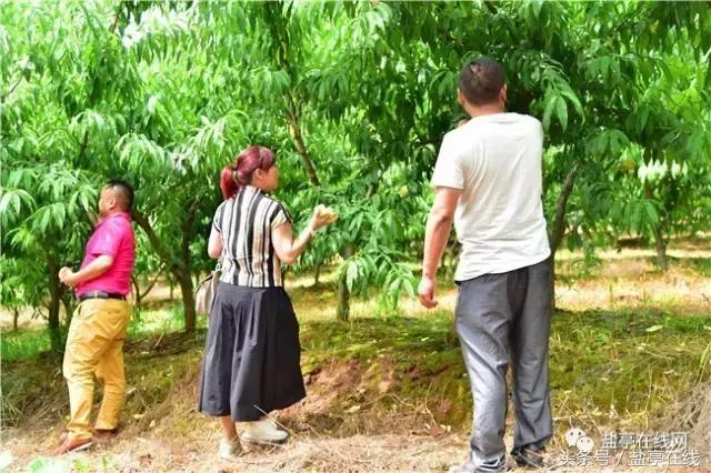 林农奇骏农业这里的桃子吃起来就像小时候的味道，忘不了……