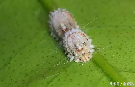 杀蚜虫蚂蚁红蜘蛛最有效的杀虫剂,家用杀虫剂杀花卉蚜虫