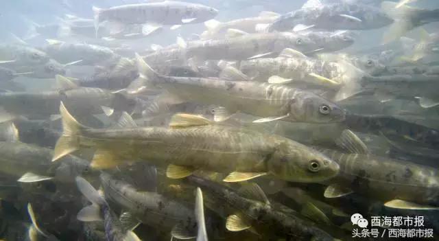 震撼！湟鱼风暴来袭！百万湟鱼洄游……