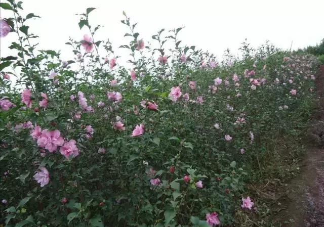 三色木槿的养殖方法和注意事项,木槿和三角梅哪个好养活