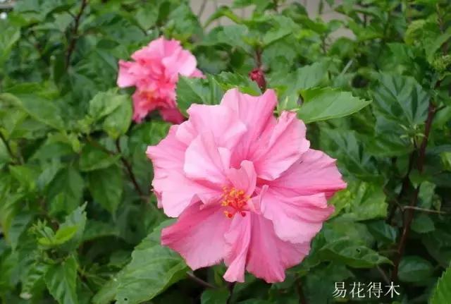 三色木槿的养殖方法和注意事项,木槿和三角梅哪个好养活