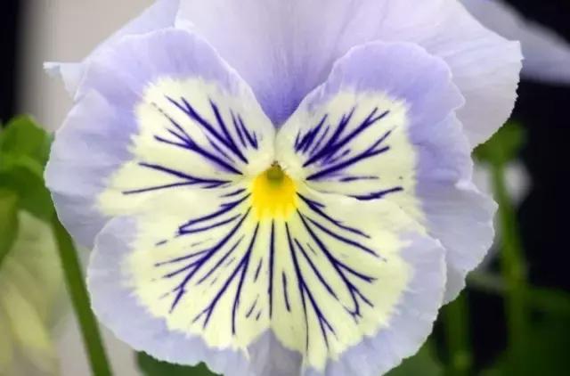 三色木槿的养殖方法和注意事项,木槿和三角梅哪个好养活