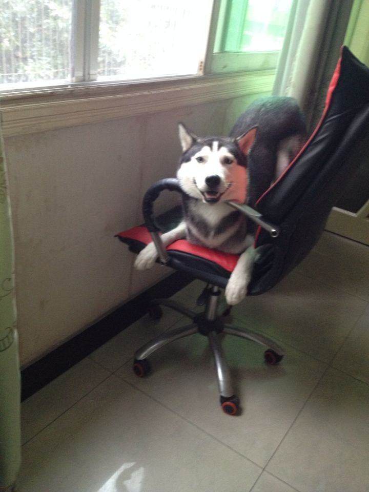 哈士奇看到母狗的反应,哈士奇看到主人回来就狂叫