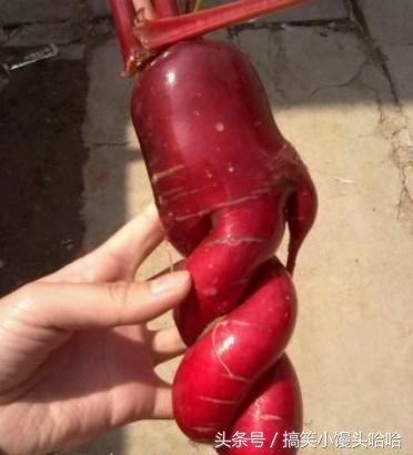 感谢农民伯伯！新培育的美女性感水萝卜！