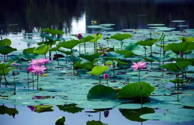 金华十大赏花景点排名,金华荷花景点大全