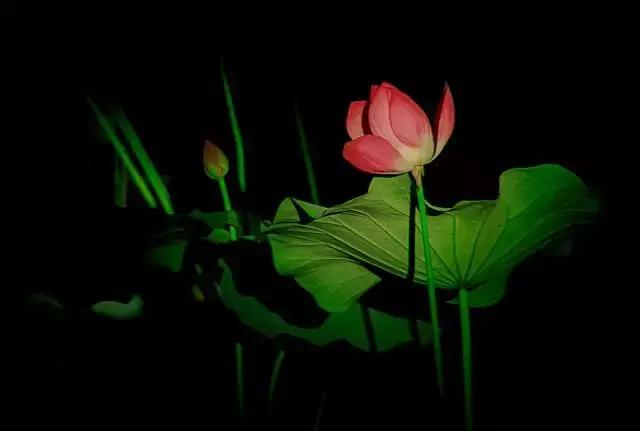 金华十大赏花景点排名,金华荷花景点大全