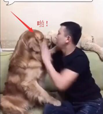 金毛无故被暴躁小伙子打,金毛一犯错主人就一顿暴揍
