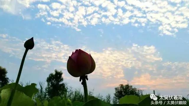 淮阳龙湖风景区荷花节,淮阳龙湖风景区荷花盛开时期