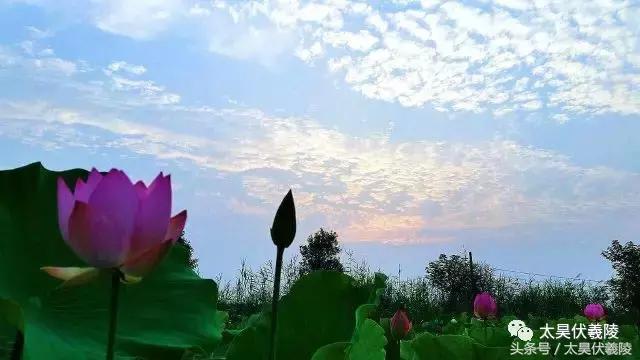 淮阳龙湖风景区荷花节,淮阳龙湖风景区荷花盛开时期