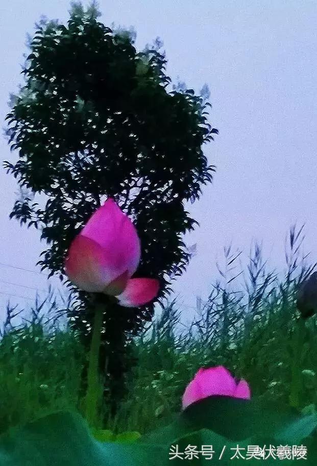 淮阳龙湖风景区荷花节,淮阳龙湖风景区荷花盛开时期