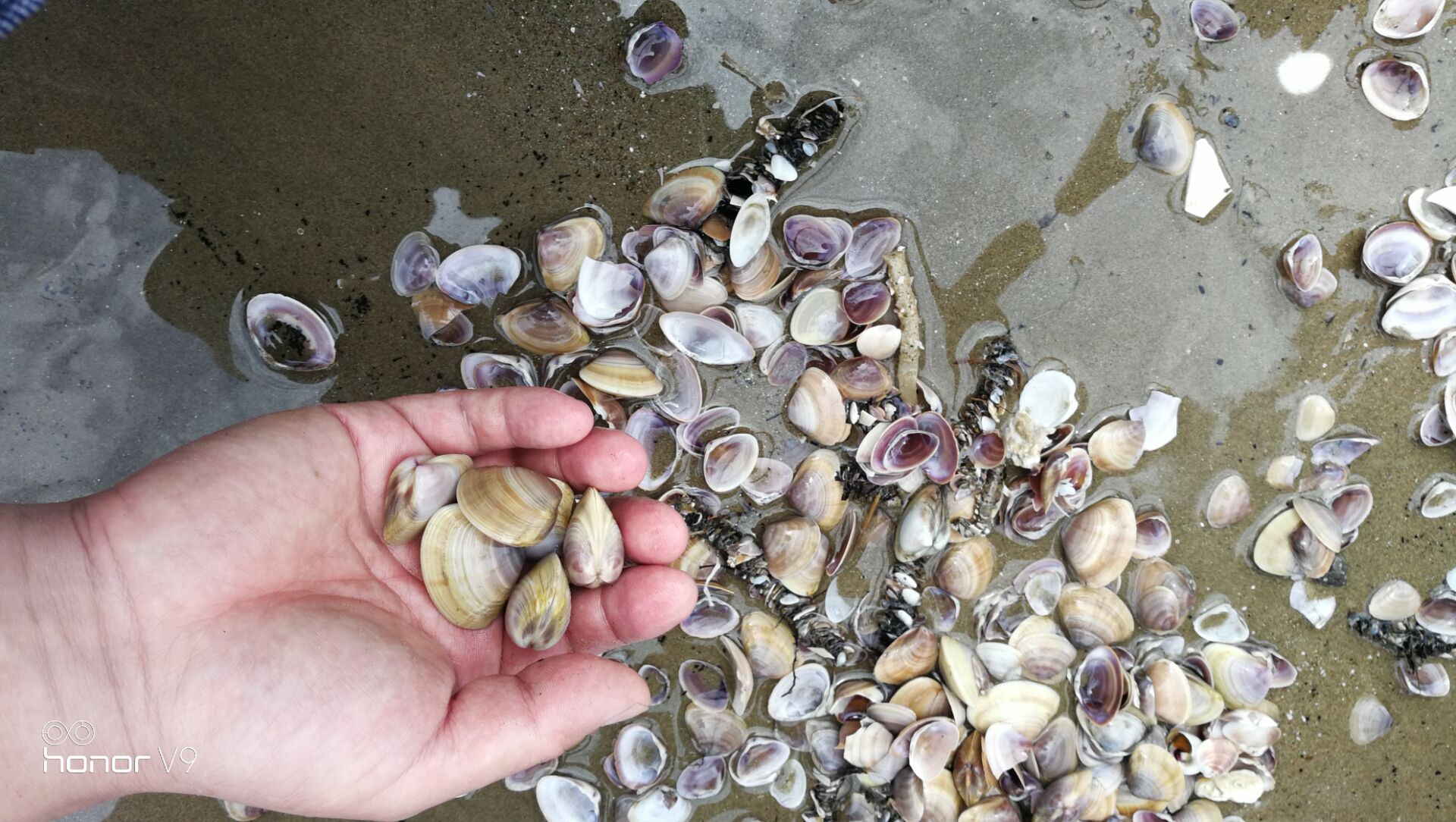 黄蛤怎么捕食,挖青蛤的正确方法视频