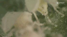 科学家破解新冠致死真相,科学家破解新冠病毒致死真相