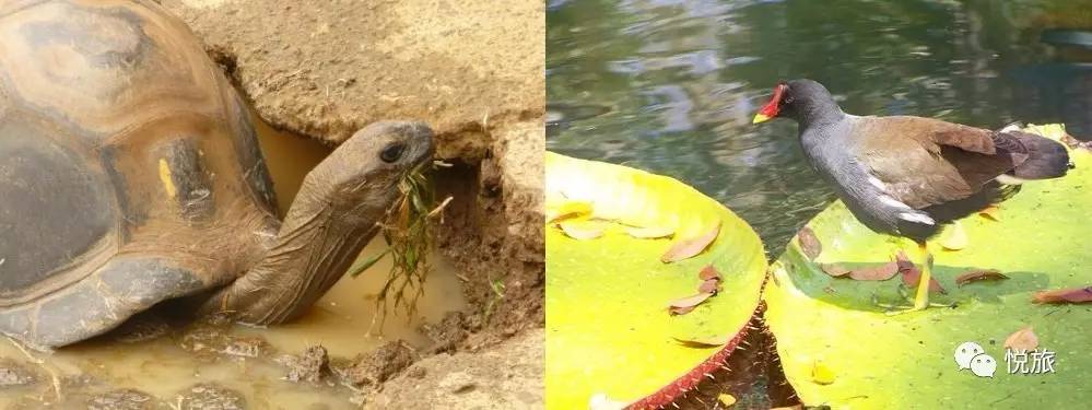 毛里求斯免签,毛里求斯在中国免签停留时间