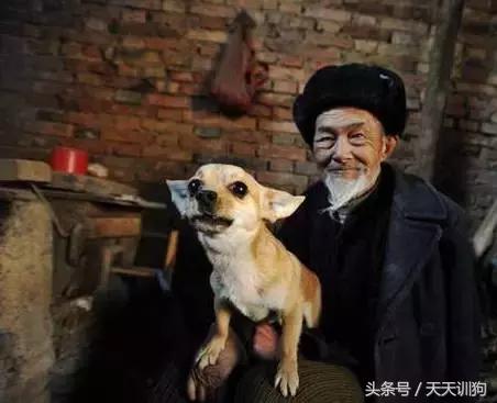 为什么农村不给养土狗,农村养狗跟城里的就是不一样