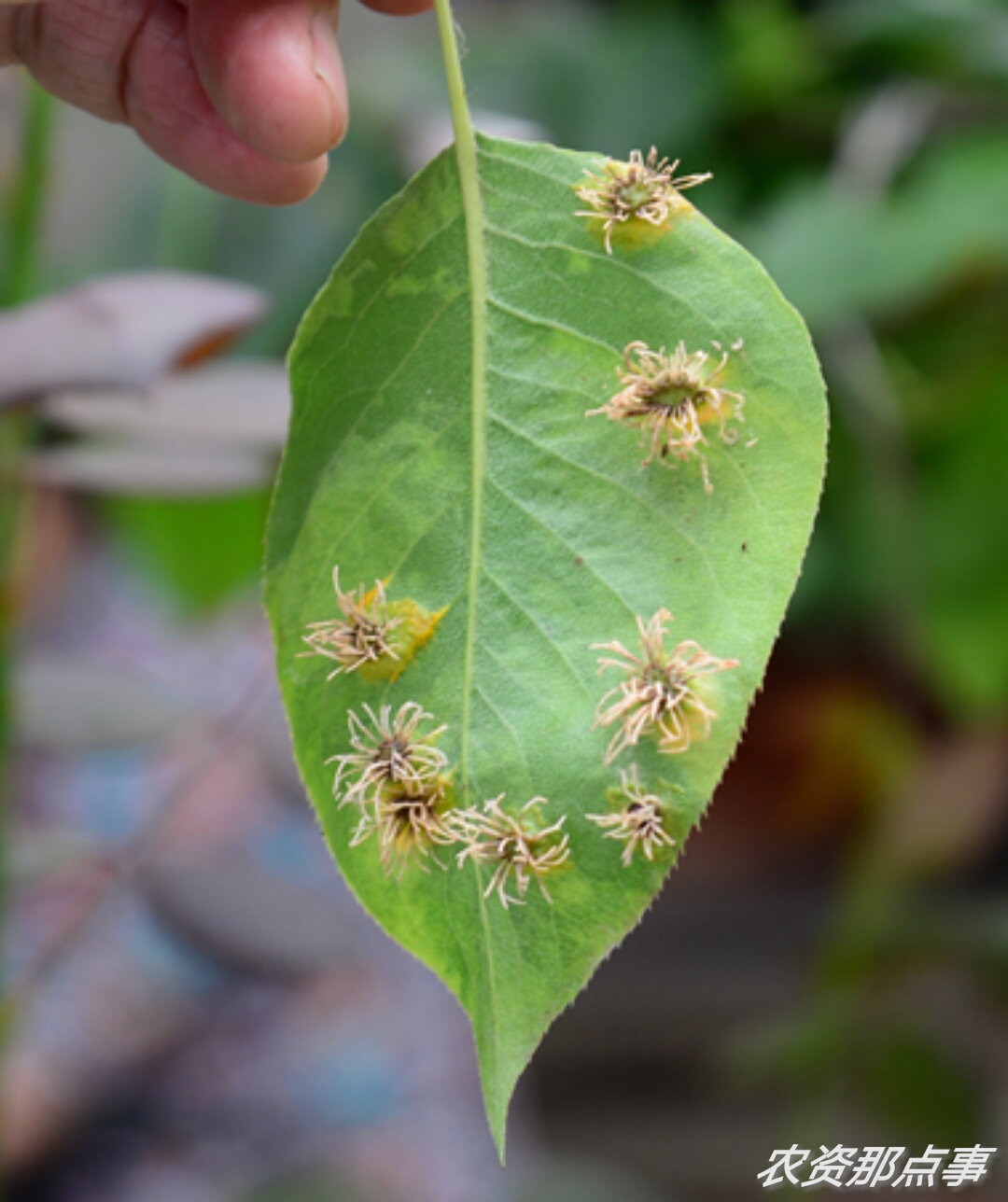 梨树锈病的主要症状及防治措施