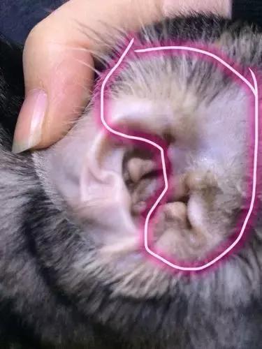 养猫家里异味怎么处理,租房养猫搬走如何消除异味