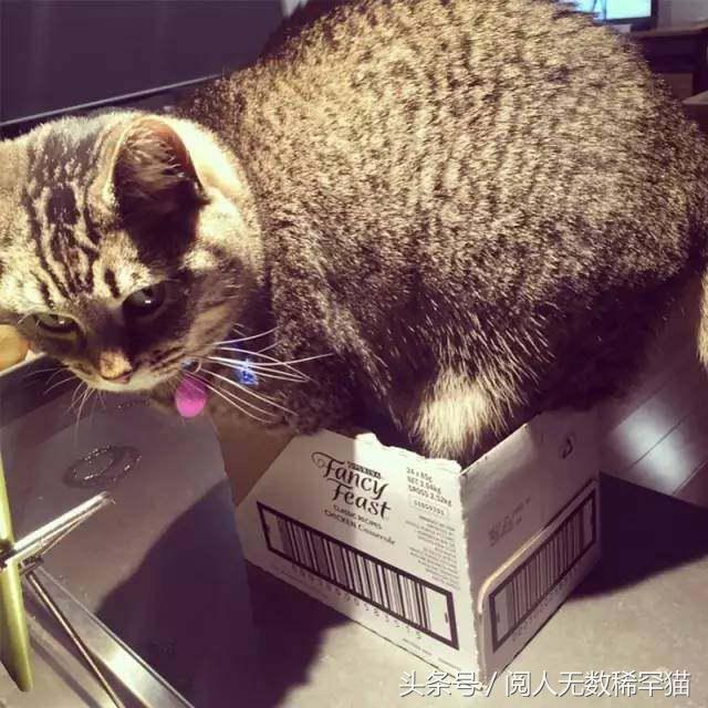 以静制动一招制敌,抓到一只猫如何让它平静下来