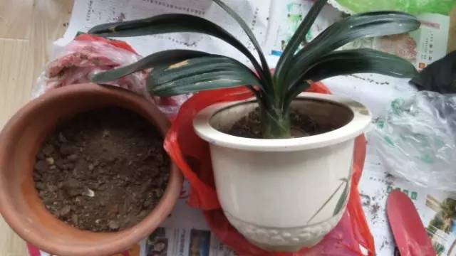 君子兰换盆移栽的正确方法,君子兰移栽方法和注意事项