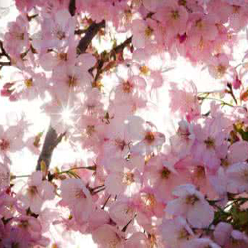 这些花不仅好看还可以做药材？一物多用，第8个还可以治高血压！