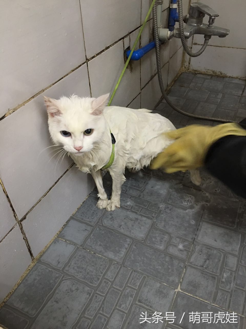 猫咪被剃毛的搞笑样子,被剃毛后的猫咪有多搞笑