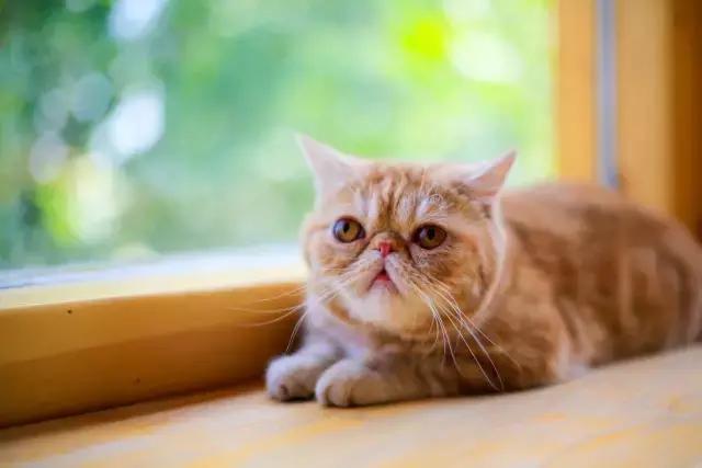 程两两|扁脸超厉害的!