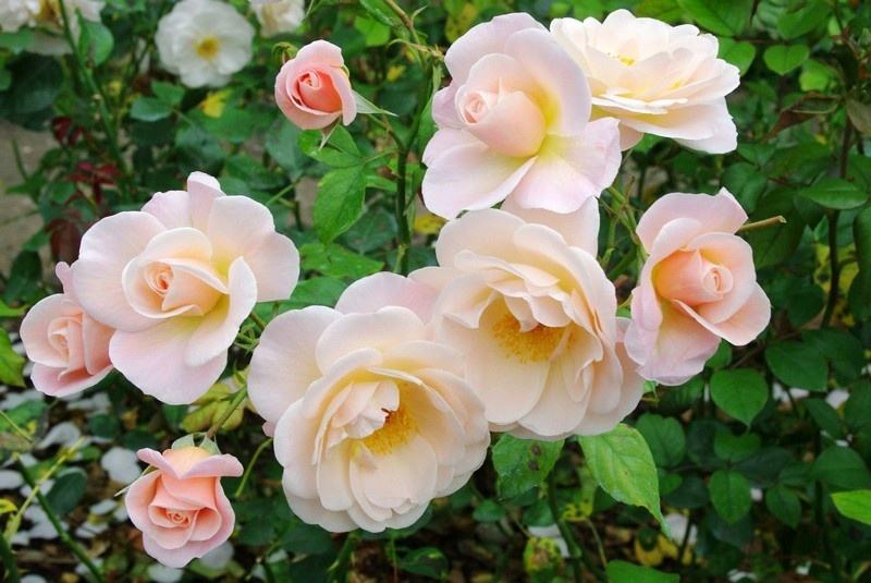 玫瑰精油为什么那么贵,一千克纯玫瑰精油价格