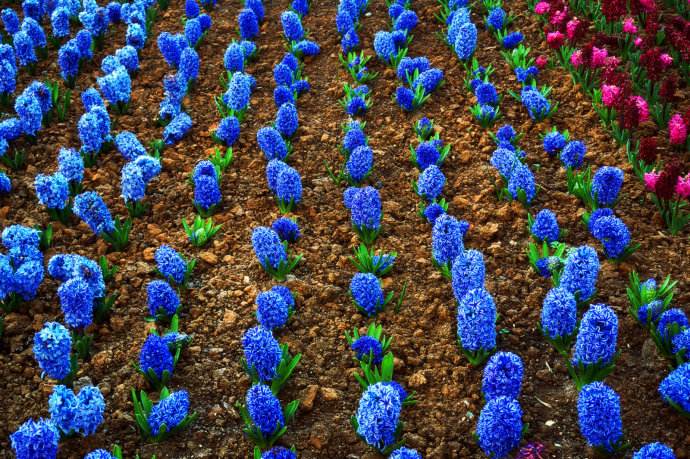 玫瑰精油为什么那么贵,一千克纯玫瑰精油价格