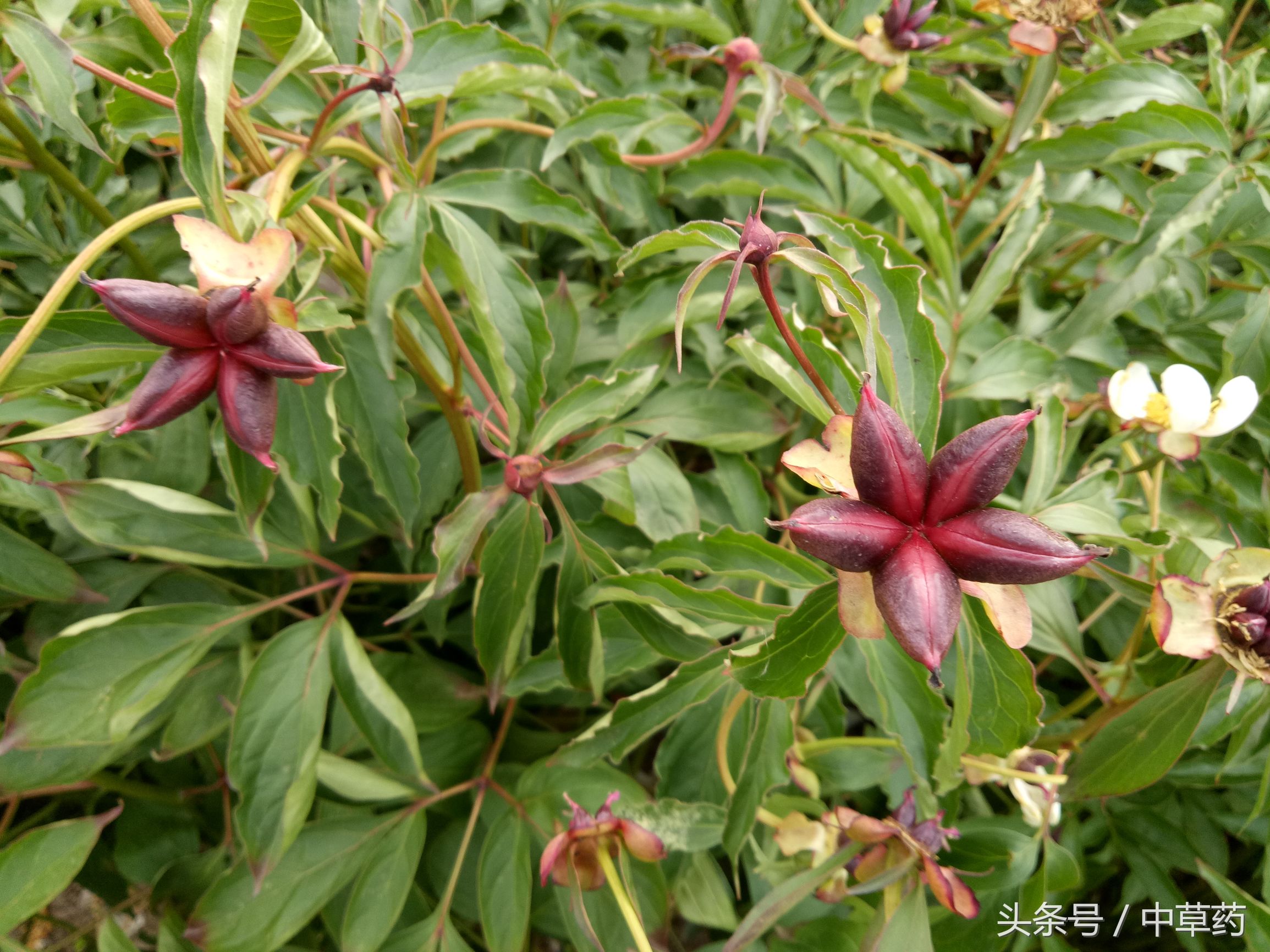 “花中皇后”芍药，不但“貌美”，入药还可养血调经、平肝止痛