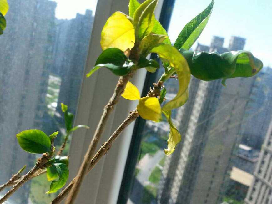 栀子花黄叶怎么补救最快,栀子花黄叶了怎么补救