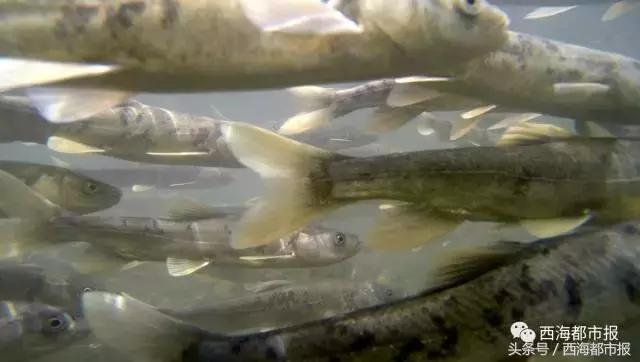 震撼！湟鱼风暴来袭！百万湟鱼洄游……